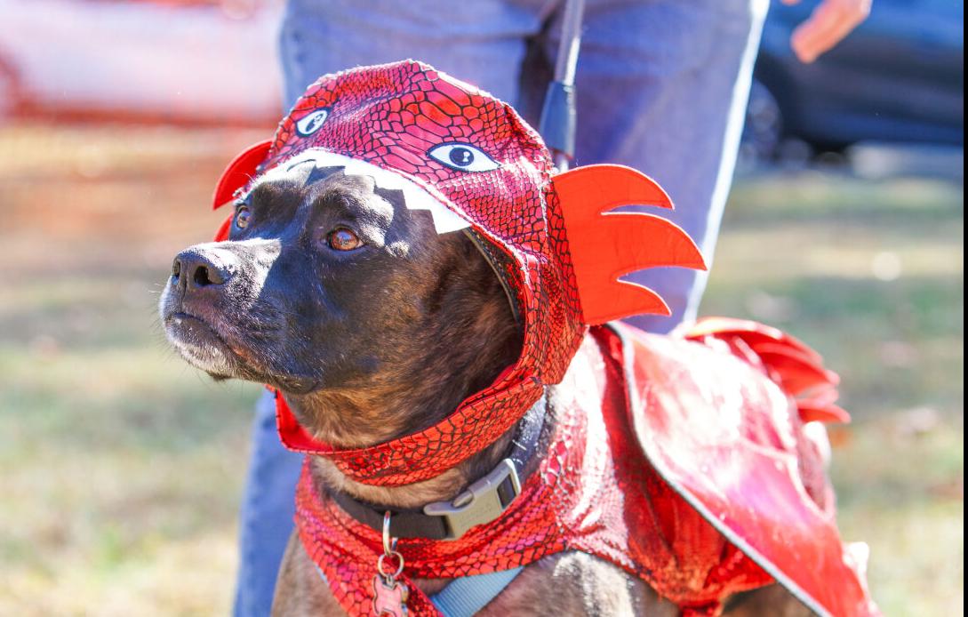 WSM Dogmore10 102322.jpg